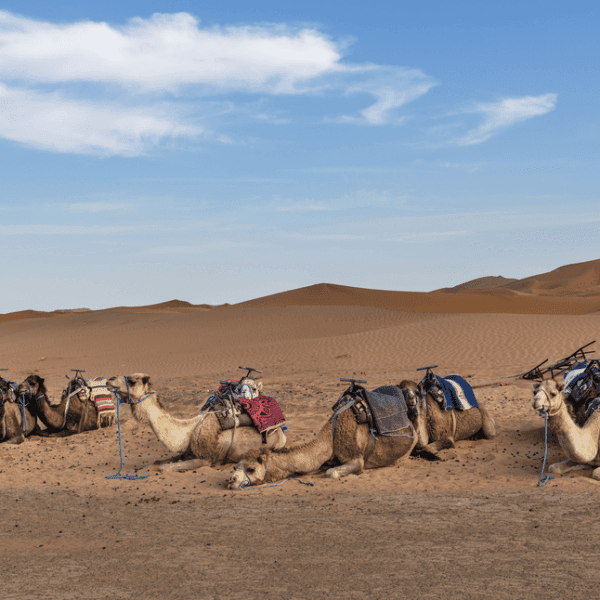 4 DAYS TOUR FROM FES TO MARRAKECH VIA ERG CHEBBI