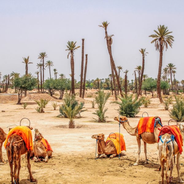 6 Days Desert Tour From Fes To Marrakech Sightseeing