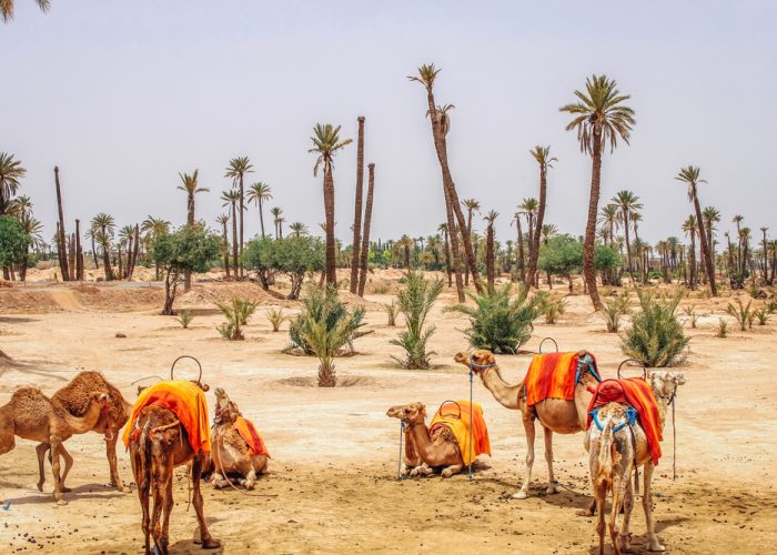 6 Days Desert Tour From Fes To Marrakech Sightseeing