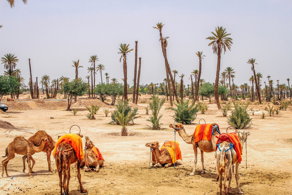 6 Days Desert Tour From Fes To Marrakech Sightseeing