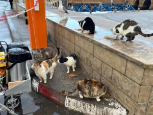 street cat (2) Morocco travel photos and videos